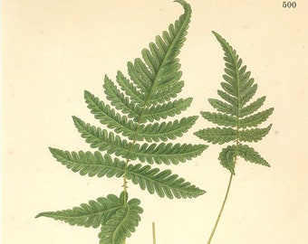 Fern Print. Botanical Print of The Dryopteris Phegopteris. From Nordens Flora Date C1920 Decorative Garden Plant Wall Decor.