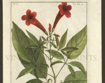 Bignonia Plant Print 1783 Botanical Copperplate Engraving of Bignonia leucoxylon by Dupin for Buchoz Herbier Artificiel, Hand Coloured.