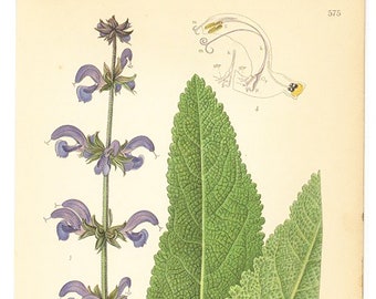 Salvia Pratensis Flower Print, Meadow Sage, Botanical Print From Nordens Flora Date C1920 Decorative Garden Plant Wall Decor.