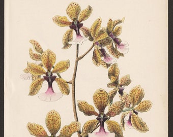 Orchid Print Oncidium Lanceanum. 1875 Colour Lithograph of 'The Seattle Orchid' by William Mackenzie.