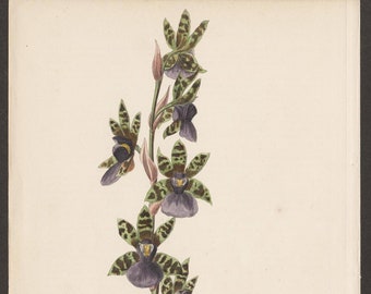 Orchid Print. The Zygopetalum Maxillare. Circa 1875 Colour Lithograph by William Mackenzie.