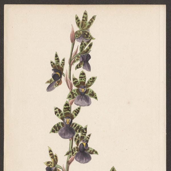 Orchid Print. The Zygopetalum Maxillare. Circa 1875 Colour Lithograph by William Mackenzie.
