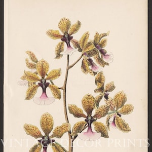 Orchidee Print Oncidium Lanceanum. 1875 Farblithographie &#39;TheSeattle Orchid&#39; von William Mackenzie.