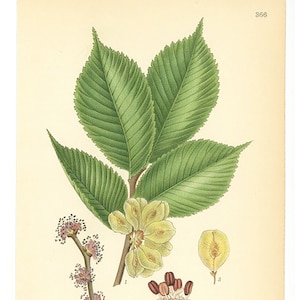 Ulmus Glabra Print, Wych Elm, Botanical Print From Nordens Flora Date C1920 Decorative Garden Plant Wall Decor.