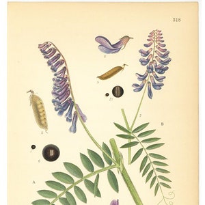 Vicia Villosa, Vicia Cracca Flower Print. Botanical Print From Nordens Flora Date C1920 Decorative Garden Plant Wall Decor. image 1