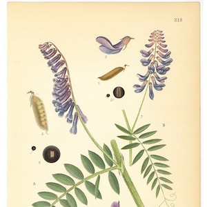Vicia Villosa, Vicia Cracca Flower Print. Botanical Print From Nordens Flora Date C1920 Decorative Garden Plant Wall Decor.