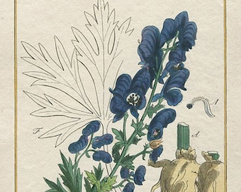 Monkshood Botanical Print Acoitum Aconite Circa 1850 Antique Print Original Hand Coloured  Botanical  Engraving  Size 8&quot; x 5 3/4&quot;