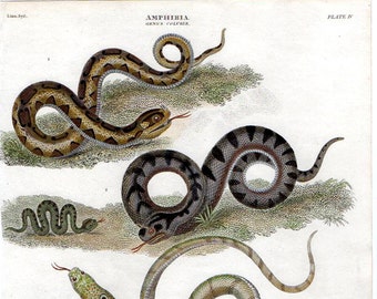 Antique Print of Snakes, Hand Painted Original 1809 Rees Cyclopedia Engraving of Vipers Decorative Reptile Print Four Various Types of Viper