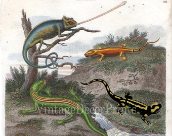 Print of Lizards Antique 1813 Engraving of Chamaeleon, Salamander and Lizards Rees Cyclopedia Handcolored Natural History Engraving