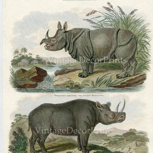 Rhinoceros Print, Rhinos Rare Antique 1808 Engraving of The One Horned Rhino and Two Horned Rhino Hand coloured Print From Rees Cyclopedia