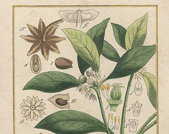Lámina botánica de anís estrellado (Illicium anisatum), circa 1850. Grabado botánico original coloreado a mano. Decoración de pared para sala de estar.