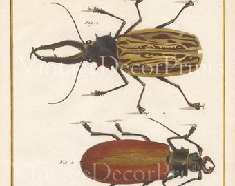 Antique Insect Print From l'encyclopédie Diderot D'Alembert. Hand coloured Entomology Print. Date 1751-1772. Large Coloured Engraving.