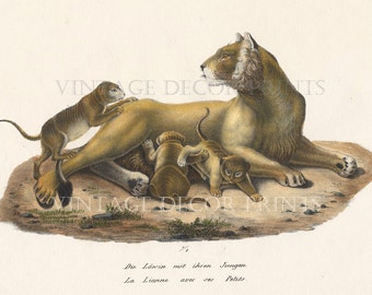 Lioness and Cubs Print Original 1827 Engraving by Joseph Brodtmann for H R Schinz Hand Coloured Engraving Decorative Natural History Print