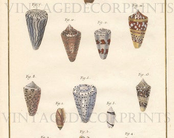 Sea Shell Print, 1751-66 Engraving by Nicolas Martinet. Hand Coloured in Watercolour, Original Decorative Sea Life Engraving.