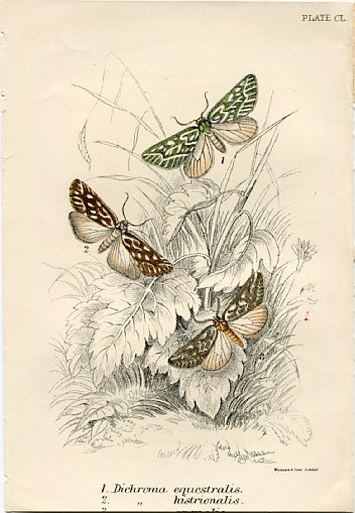 Prints of Butterflies and Moths. Four 1886 Antique Entomology Etsy