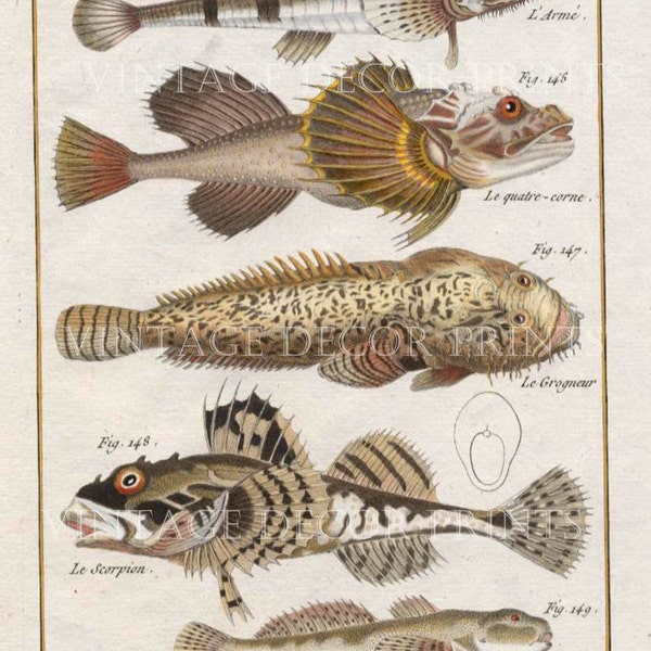 Bonnaterre Fish Print. 1788 Antique French Engraving of Various Gurnard. Hand Coloured in Watercolour. Decorative Office or Cabin Print.