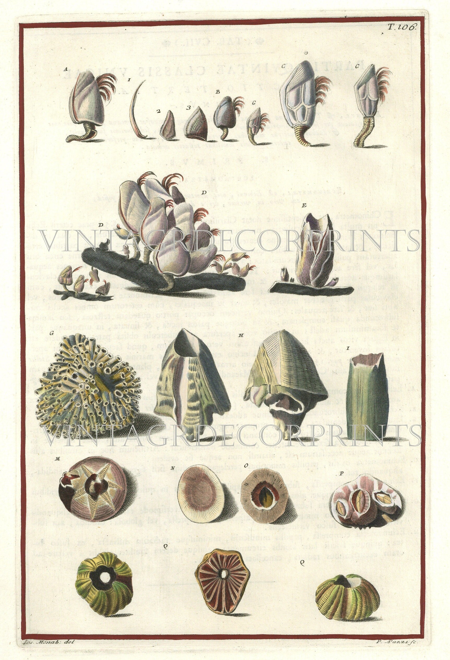 Sea Shell Print Date 1742 Large Copperplate Engraving for Niccolo Gualtieri Hand Coloured in Watercolour Original Large Decorative Engraving