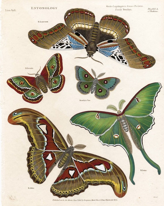 Picture Of Moths The Atlas And Luna Moth Hand Coloured In Etsy Picture Of Moths The Atlas And Luna Moth Hand Coloured In Etsy