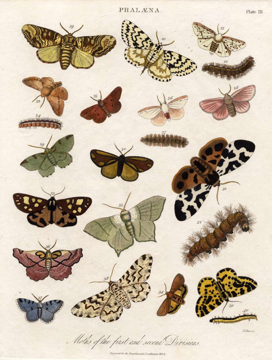 Buy Antique Butterflies and Moths Phalæna Showing Various Hand  Coloured Moths and Butterflies From the 1824 Encyclopedia  Online in