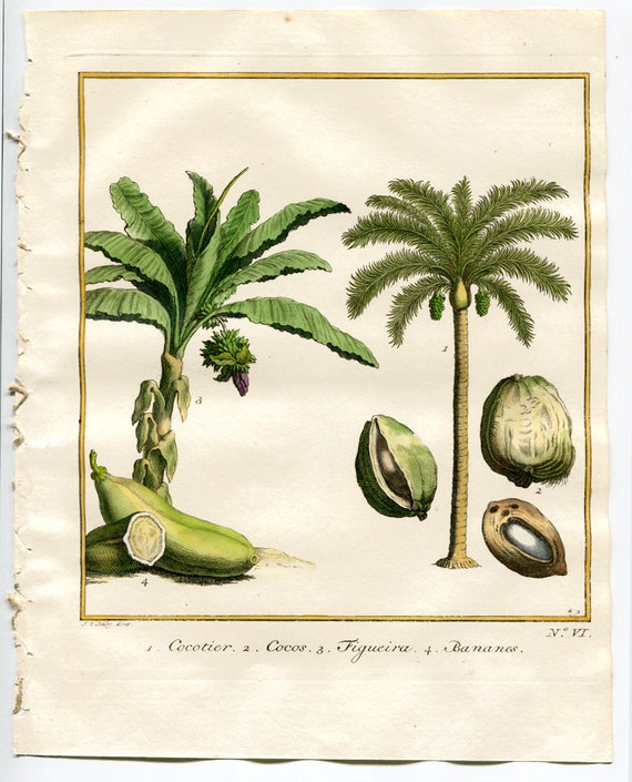 Botanicznego Grawerowania Palmy Bananowe I Kokosowe Drzewo J Y Schley Antique 1763 Grawerowanie Ręcznie Barwione W Akwareli
