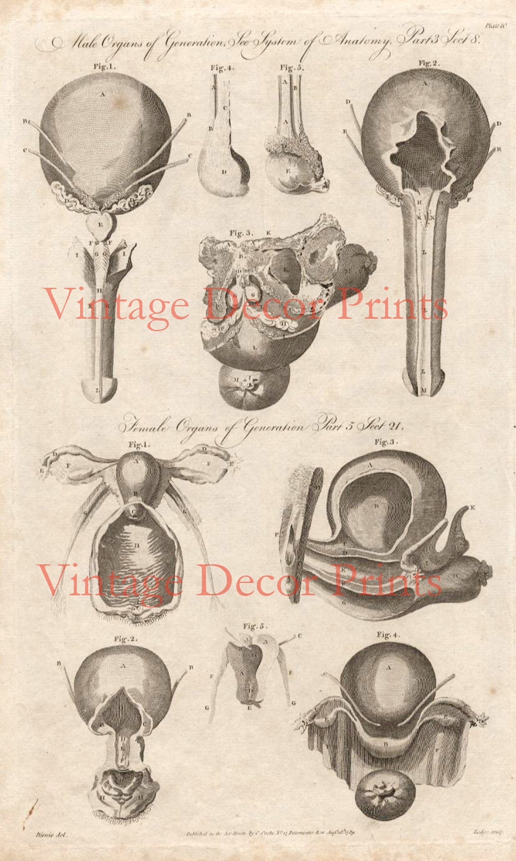 Antique Anatomy Engraving of the Male Organs, and Female Organs. Date ...