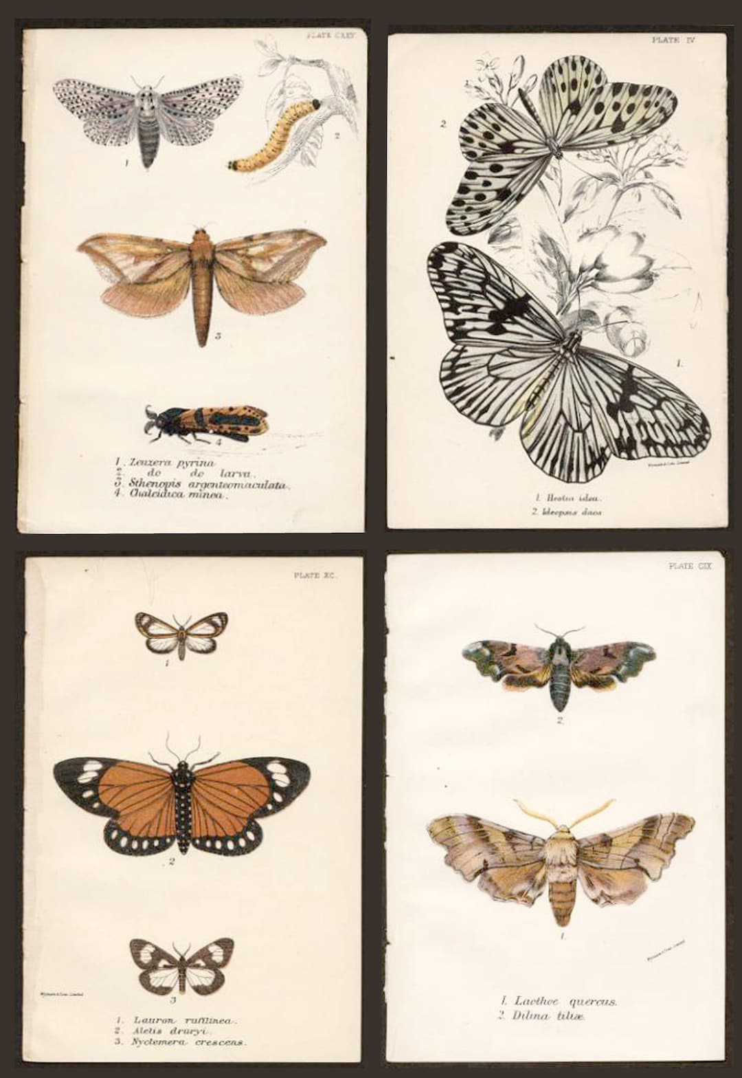 Prints of Butterflies and Moths. Four 1886 Antique Entomology Etsy