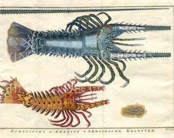 Lobsters by J.Y.Schley 1767. Double Page Engraving Hand coloured in Watercolour. Decorative Sea Life Wall Art