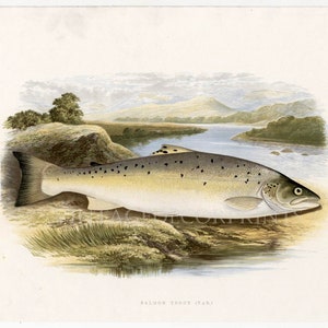 Salmon Trout (Var) Original Antique print from The Rev. W. Houghtons British Freshwater Fishes. Date 1879. Perfect Gift for  fisherman.