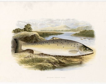 Salmon Trout (Var) Original Antique print from The Rev. W. Houghtons British Freshwater Fishes. Date 1879. Perfect Gift for  fisherman.