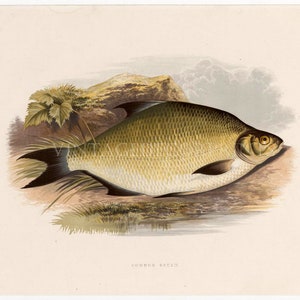 Print of a Common Bream. Original Antique print from The Rev. W. Houghtons British Freshwater Fishes. Date 1879. Perfect Gift for fisherman.