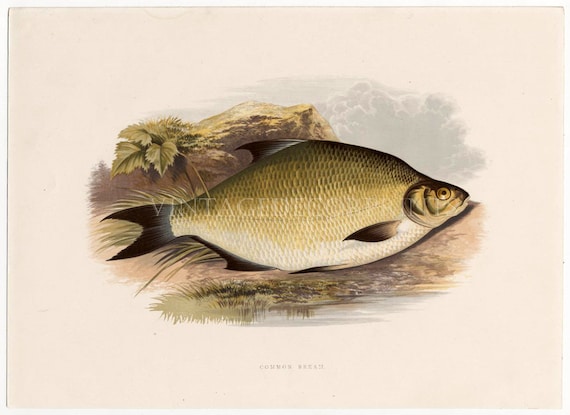 PERCH fish engraving by W Houghton 1879 British fishes fishing print art poster