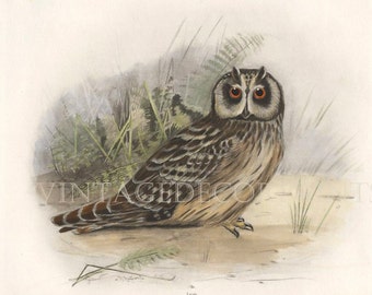 Print of a Short Eared Owl Hand Coloured Ornithological Print Antique Birds of The British Isles by Lilian Marguerite Medland Date 1906-1911