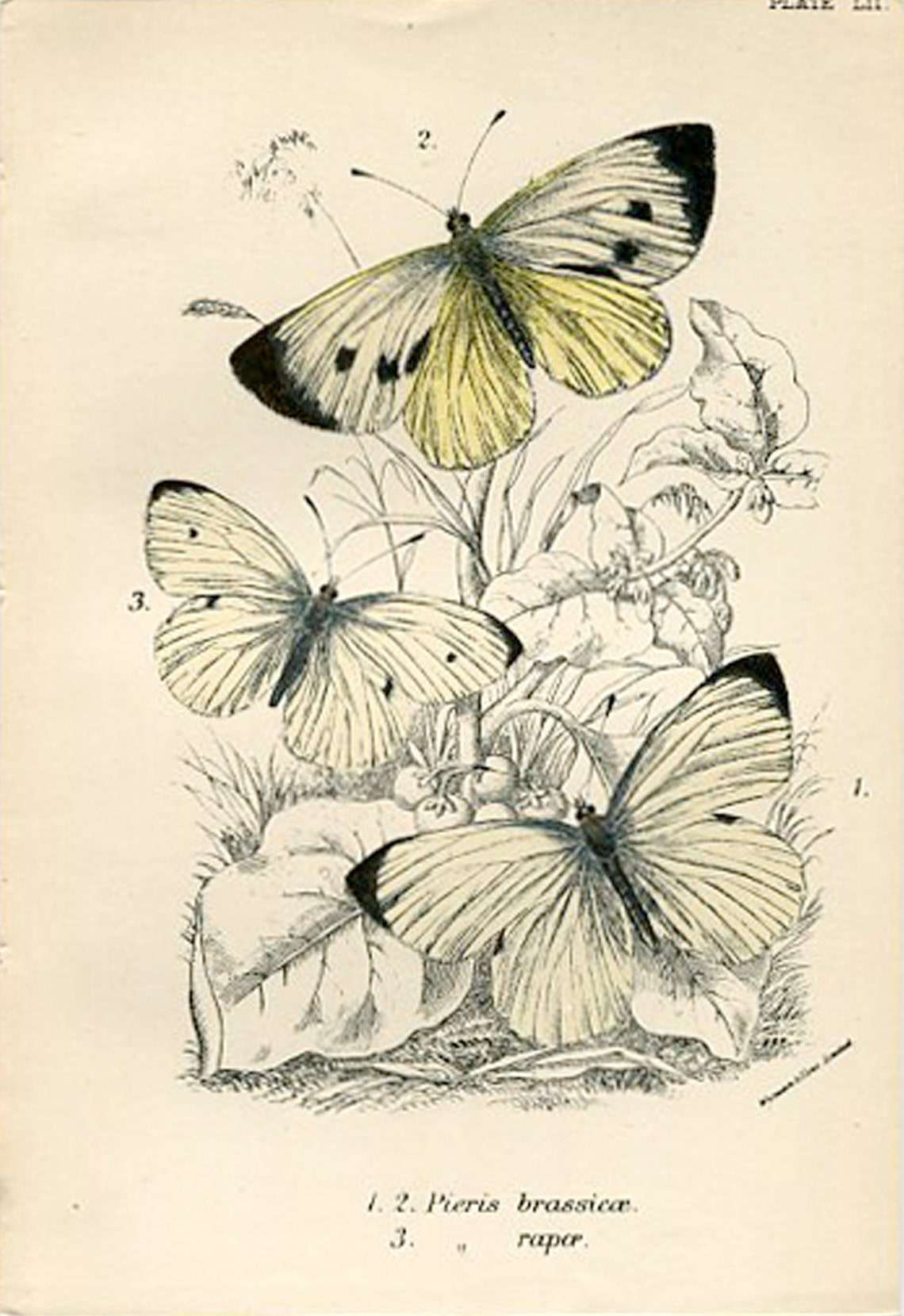 Prints of Butterflies and Moths. Four 1886 Antique Entomology Etsy
