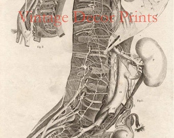 Anatomy Engraving of Nerves as They Pass off to The Thorax. Date of Engraving 1795. Large Print, Ideal for The Medical Profession.