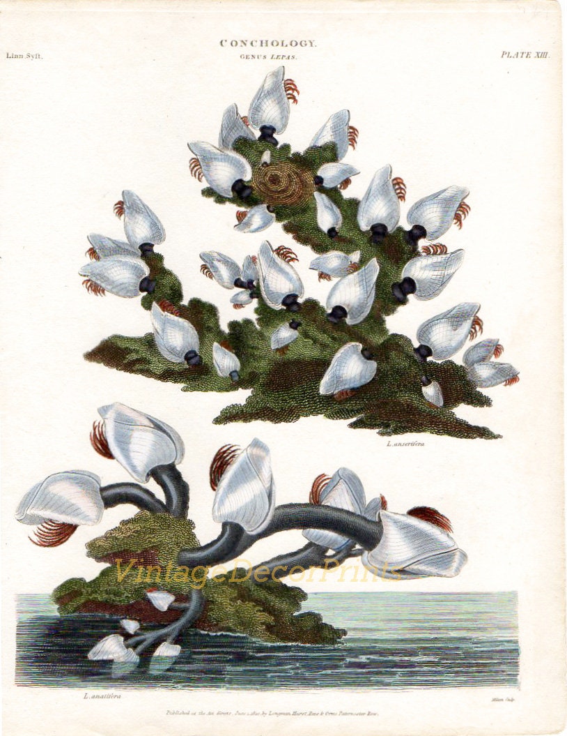 洋書 Shells - Classic Natural History Prints Shell Print of Goose Barnacles Antique 1810 Original Rees