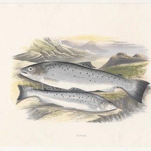 Fisch Druck von Sewen - Antiker Druck von The Rev. W. Haughtons Britischen Süßwasserfischen. Datum 1879. Perfektes Geschenk für Fischer.
