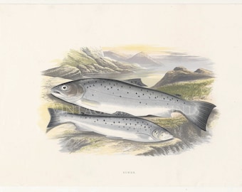 Fish Print of Sewen - Antique print from The Rev. W. Houghtons British Freshwater Fishes. Date 1879. Perfect Gift for  fisherman.
