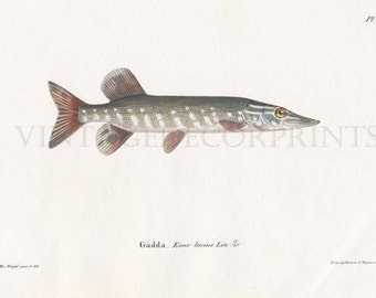 Antique Fish Engraving, Pike Original 1836-57 Engraving From Skandinaviens Fiskar, Original Superb Hand Colouring in Watercolour.