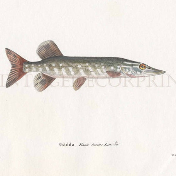 Antique Fish Engraving, Pike Original 1836-57 Engraving From Skandinaviens Fiskar, Original Superb Hand Colouring in Watercolour.