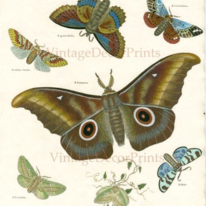 May include: An antique illustration of various moths, including the Saturnus moth, the quercifolia moth, the vinula moth, the versicolora moth, the potatoria moth, and the Hebe moth. The illustration is from a book titled "ENTOMOLOGY. Order Lepidoptera. Genus Phalena. Family Bombys."