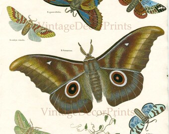 Grabado de Polilla Saturno. 1806. La polilla más grande conocida. Pintado a mano en acuarela - Grabado decorativo de entomología - Lepidópteros - Bombyx