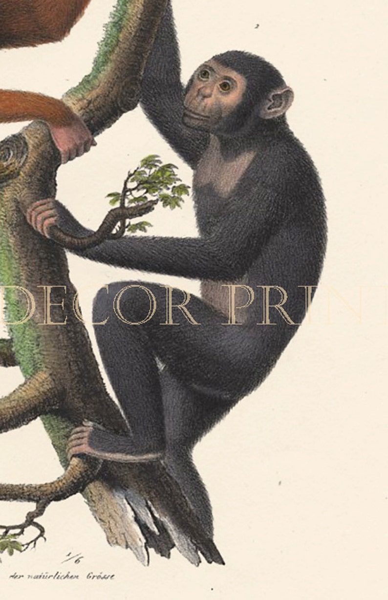  Orangutan  and Chimpanzee  Original 1827 Engraving by Joseph 