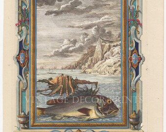 Coastal Scene Engraving. Fish, and Shell From Scheuchzer Physica Sacra Date 1728. Decorative Hand Coloured Copperplate Engraving