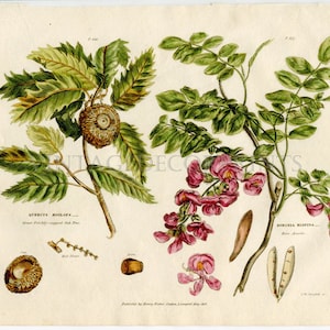 Botanical Print of The Quercus, and Robinia Hispida, Original 1819 Hand Coloured Engraving From The Universal Herbal by Thomas Green