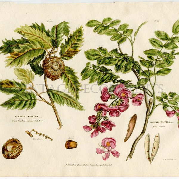 Botanischer Druck von Quercus und Robinia Hispida, Original 1819 handkolorierte Gravur aus The Universal Herbal von Thomas Green