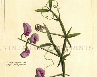 Sweet Pea Print 1783 Botanical Copperplate Engraving of The Lathyrus latifolius by Dupin for Buchoz Herbier Artificiel Hand Coloured.
