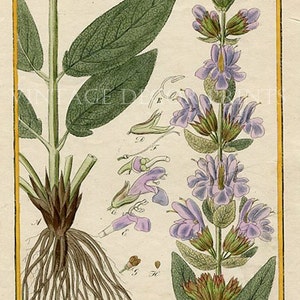 Botanical Print. Salvia Officinalis. Common Sage. Circa 1850 Antique Print, Original Hand Coloured Botanical Engraving. image 2