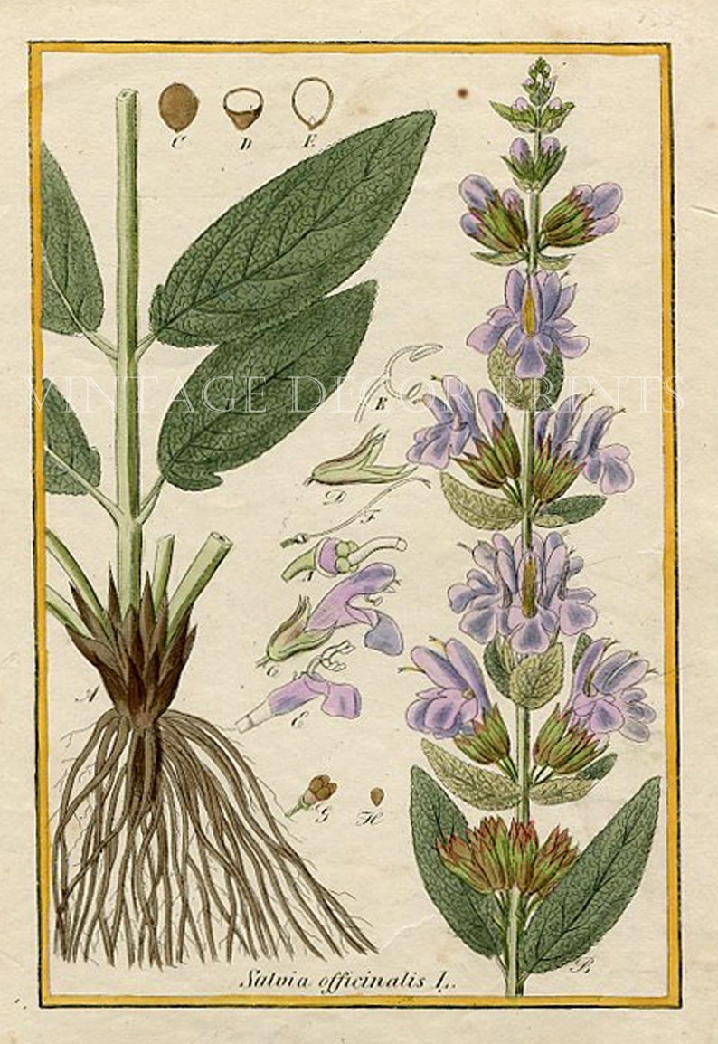 Botanical Print. Salvia Officinalis. Common Sage. Circa 1850 Antique Print, Original Hand Coloured Botanical Engraving. image 2