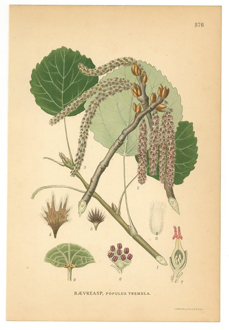 Populus Tremula Print, European Aspen, Botanical Print From Nordens Flora Date C1920 Decorative Garden Plant Wall Decor. image 2