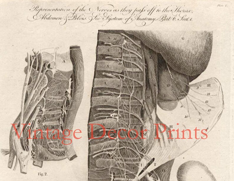 Anatomy Engraving of Nerves as They Pass off to the Thorax. Date of ...